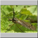 Nephrotoma sp - Schnake w02b.jpg